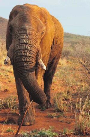 LARGE AND IN CHARGE. An elephant seen on one of the game drives.