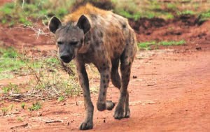 ON THE PROWL. A hyena seen on a game drive.