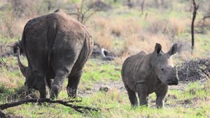 FAMILY TIES. Rhino mother and baby at Tau Lodge in Madikwe.