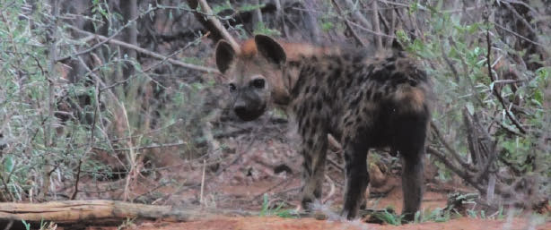 INQUISITIVE. A baby hyena cub emerges from its den.
