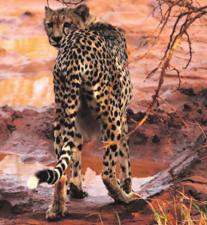 NONCHALANT. A magnificent cheetah eyes us seductively.