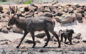 A water-buck and baboon. OPPOSITE DIRECTIONS.