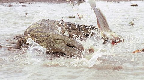 Crocodile snapping A crocodile bites at something in the shallow water