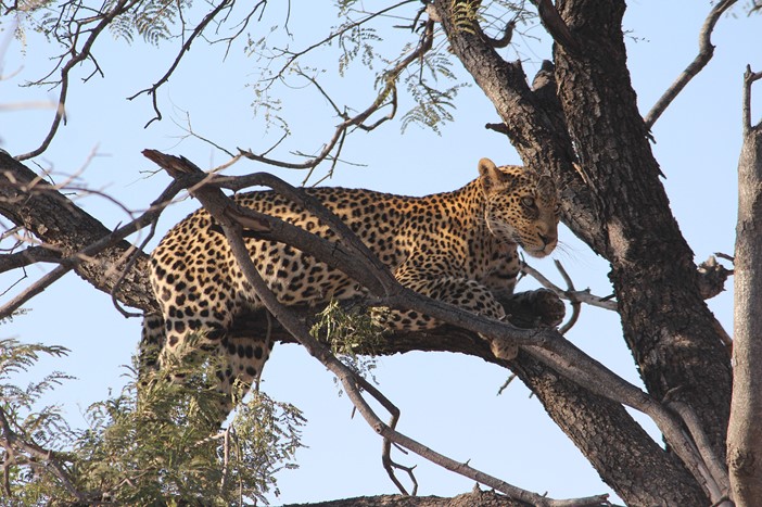 Leopard in tree Madikwe A leopard quietly scouts the landscape from a tree