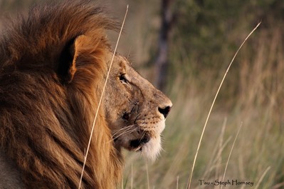Lion basking Profile shot of lion basking in the sun.