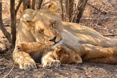 News from The Bush in October - by Reggi Baretto