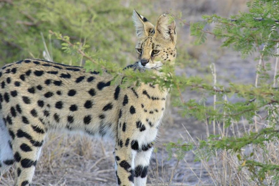 News in March from The Bush