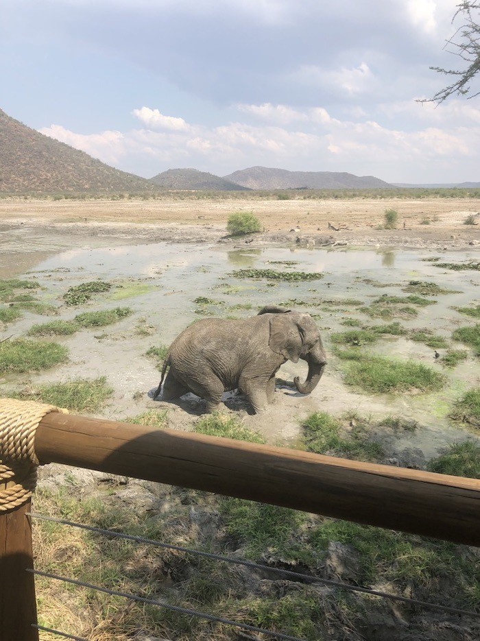 Watch the Big 5 mere meters away Tau Waterhole from the Lodge Viewing Deck
