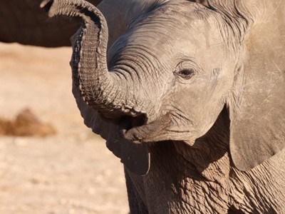 Baby elephant Tau Game Lodge Luxury Safaris