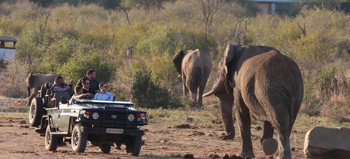 Game drive with Elephants Tau Big 5 Game Viewing