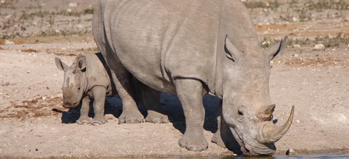 Rhino mom and baby Tau Game Lodge Wildlife