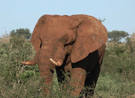 Big 5 and Big 7 Elephant