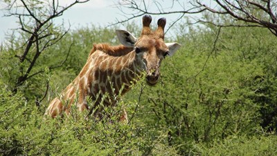 Conservation of wildlife species Giraffe