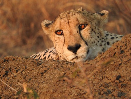 Cheetah The fastest land predator
